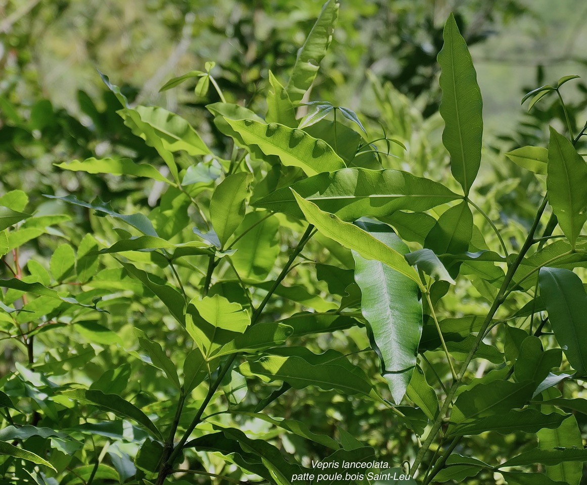 Vepris lanceolata.patte poule.bois Sain t-Leu.rutaceae.indigène Réunion