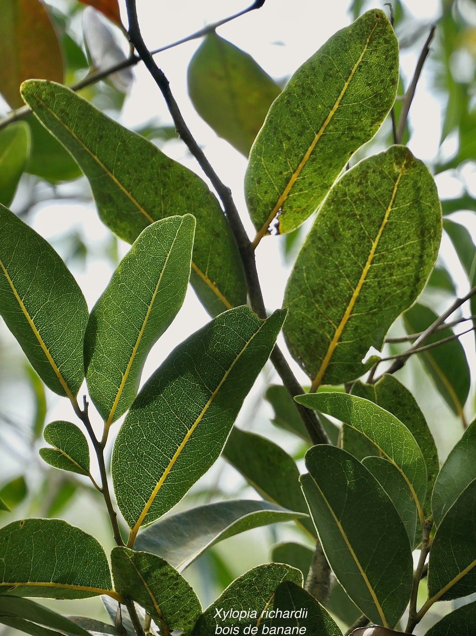 Xylopia richardii Boivin ex Baill.bois de banane.annonaceae.endémique Réunion Maurice