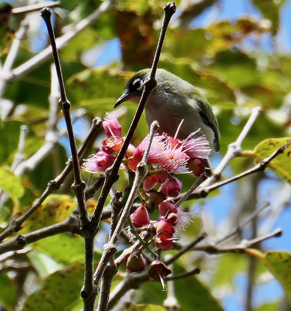 Zosterops olivaceus. oiseau vert à lunettes.s ur une branche de bois de pomme en fleurs