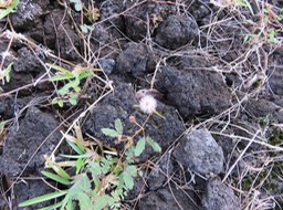 10 Mimosa pudica L. - Sensitive - Fabaceae (Mimosoideae) - Amérique du Sud