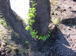 13 Passiflora suberosa - Grain d’encre  - PASSIFLORACEAE