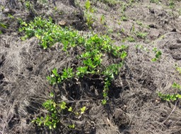 16 Cocculus orbiculatus (L.) DC. -Liane d'amarrage. - Menispermaceae -  Asie