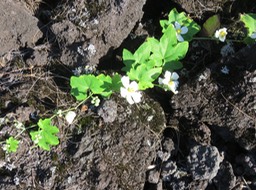 17 Lagenaria sphaerica  - Calebasse sauvage - Cucurbitaceae - Afrique