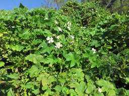 18 Lagenaria sphaerica  - Calebasse sauvage - Cucurbitaceae - Afrique