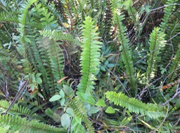 2 Nephrolepis biserrata - Fougère rivière - Nephrolepidaceae