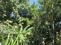 24  Dans antesque Dracaena reflexa - Bois de chandelle - Asparagaceae le fouillis végétal, gig