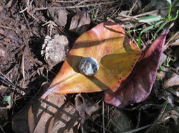 26 fruit de  ???  Aleurites moluccanus (L.) Willd - Bancoulier - Euphorbiaceae - Asie tropicale et Océanie