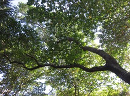 27 Aleurites moluccanus (L.) Willd - Bancoulier - Euphorbiaceae - Asie tropicale et Océanie