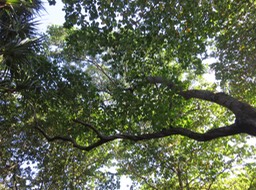 29 branche d'un très grand Aleurites moluccanus (L.) Willd - Bancoulier - Euphorbiaceae - Asie tropicale et Océanie