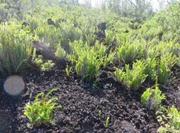 3  Nephrolepis biserrata - Fougère rivière - Nephrolepidaceae