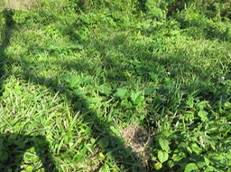 34 Traînasse avec quelques feuilles de Calebasse sauvage