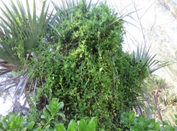 35 Délire de Cocculus orbiculatus (L.) DC. -Liane d'amarrage. - Menispermaceae -  Asie