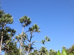 36 Pandanus utilis dans le bleu