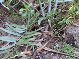 38 ??? fougère assez rare