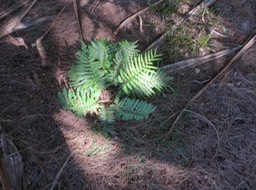 39 Ctenitis maritima -    -  Endémique R
