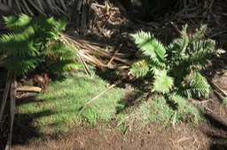 40 Ctenitis maritima -    -  Endémique R