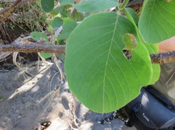 42 Dendrolobium umbellatum (L.) Benth - Bois malgache - Fabaceae