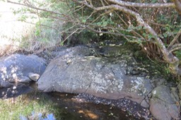 43 Dendrolobium umbellatum in situ