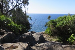 46  Ravine (aval) où nous avons vu Dendrolobium umbellatum