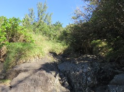 47  Ravine (amont) où nous avons vu Dendrolobium umbellatum