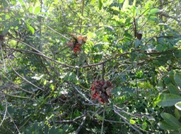 5 Abrus precatorius - cascavelle - Fabaceae - Exotique : Inde et Asie