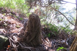 56 Dépouille de Pandanus utilis