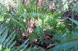58 ??? Nephrolepis biserrata - Fougère rivière - Nephrolepidaceae