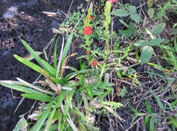 6 Striga asiatica (L.) Kuntze. - Goutte de sang - Orobanchaceae - Asie, Afriq. subsaharienne