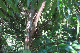 61 Lenticelles sur tronc de Doratoxylon apetalum - Bois de gaulette - Sapindacée - BM