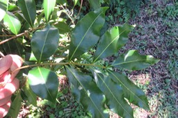 62 Doratoxylon apetalum - Bois de gaulette - Sapindacée - BM