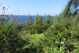 63 Coulée verte : Nephrolepis (biserratta)