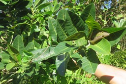 64 Ficus (??? rubra)