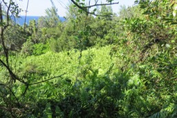 65 coulée verte (Nephrolepis biserrata)