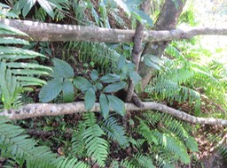 69 Leea guineensis Lam. - Bois de sureau ; Bois de sureau blanc ; Bois de source -  Leeaceae -