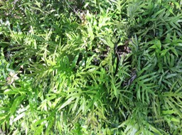 7 Phymatosorus scolopendria - Fougère patte de lézard