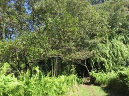 71 Zavocat marron de belle taille