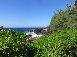 75 Paysage (Manioc bord'mer ; Pnadnus utilis ;  Filaos)