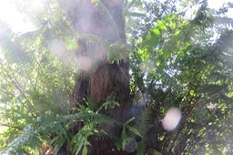 76 Tronc d'un très vieux Litsea glutinosa  - Avocat marron - Lauraceae