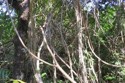 78 liane grain d'encre morte liège