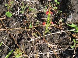 9 Striga asiatica (L.) Kuntze. - Goutte de sang - Orobanchaceae - Asie, Afriq. subsaharienne