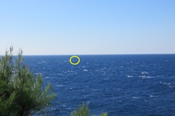 97 nageoire pectorale de Baleine à bosse