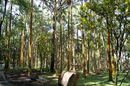 Aire de pique-nique de l'Anse des Cascades