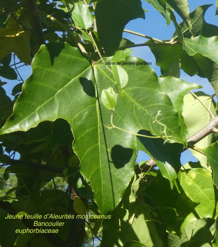 Aleurites moluccanus    Bancoulier noyer des Moluques