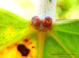 Aleurites moluccanus Bancoulier P1130568