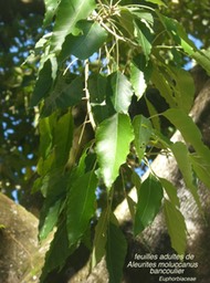 Aleurites moluccanus bancoulier P1130587