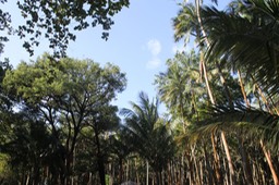 Anse des Cascades - Zone de pique-nique