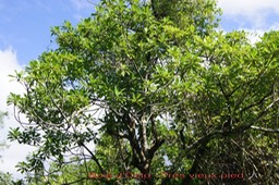 Antirhea borbonica- Rubiacée - Mada- Masc