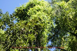 Avocat marron et Liane d'amarrage