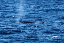 Baleine-1