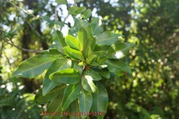 Bois de gaulette- Doratoxylon apetalum- Sapindacée- Mada- Masc